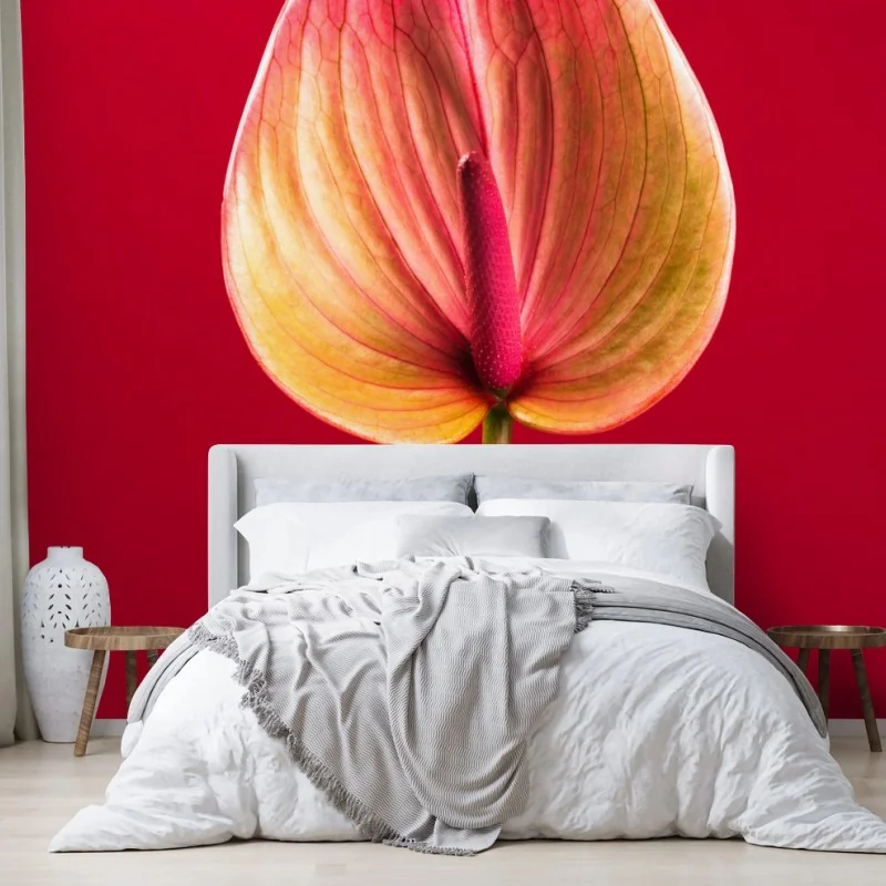 Fototapete elegantes anthurium vor rotem hintergrund