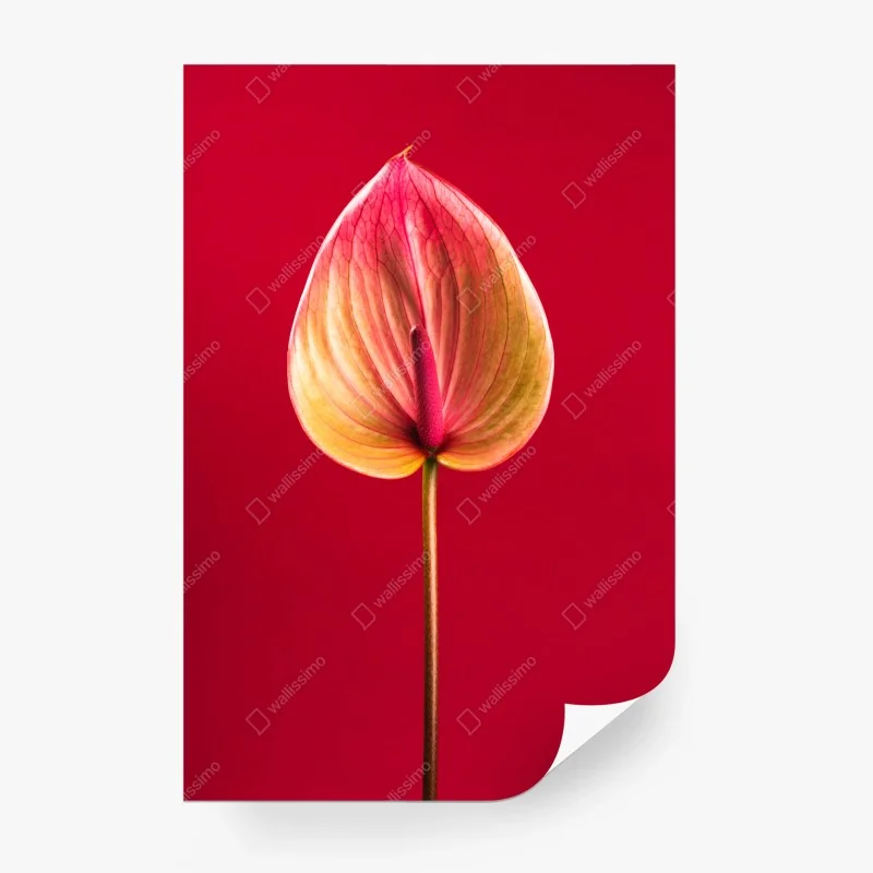 Fototapete elegantes anthurium vor rotem hintergrund
