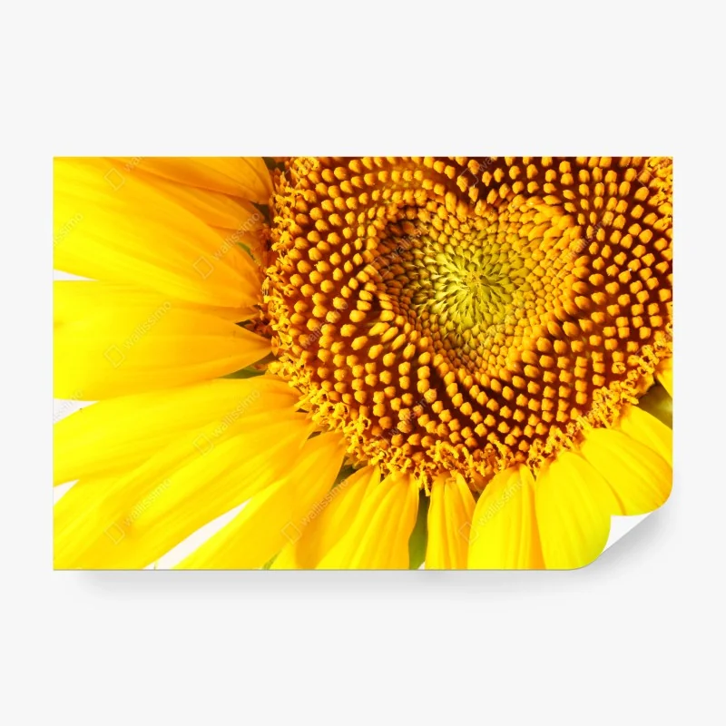 Fototapete sonnenblume mit herzförmiger mitte