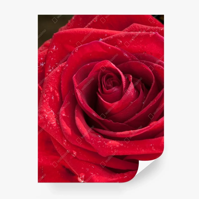 Fototapete rote rose nahaufnahme mit wassertropfen