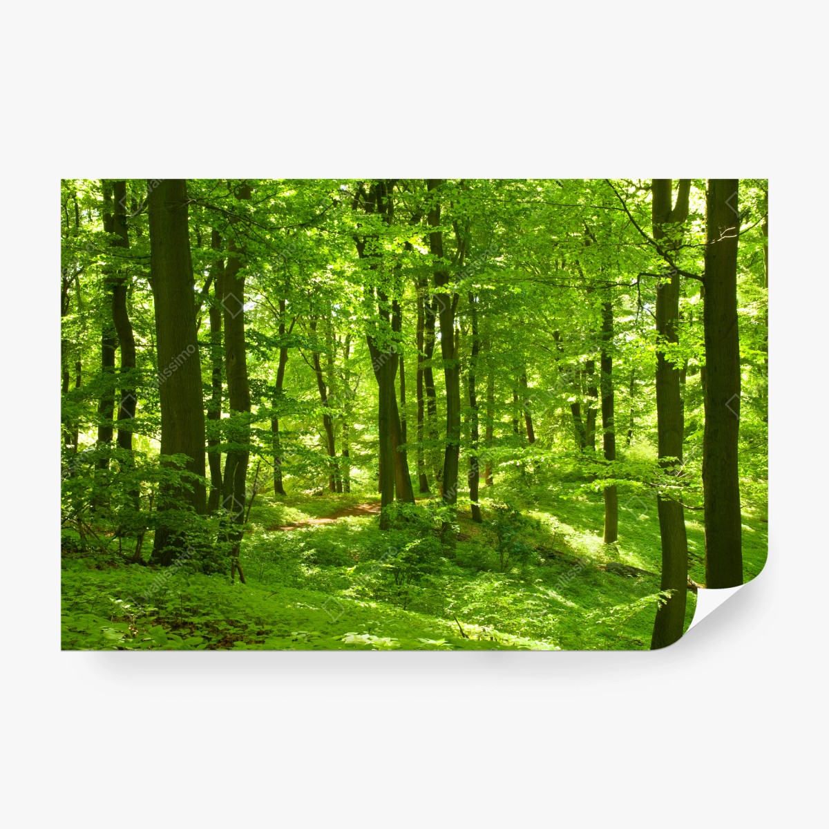 Fototapete üppiger grüner wald – Wallnifity®