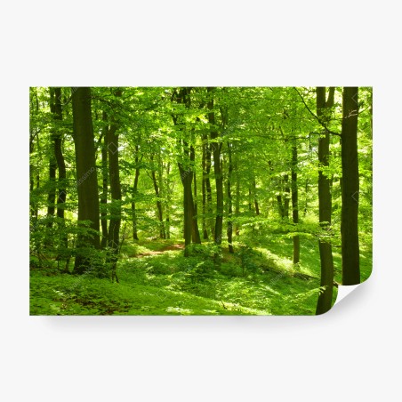 Fototapete üppiger grüner wald – Wallnifity®