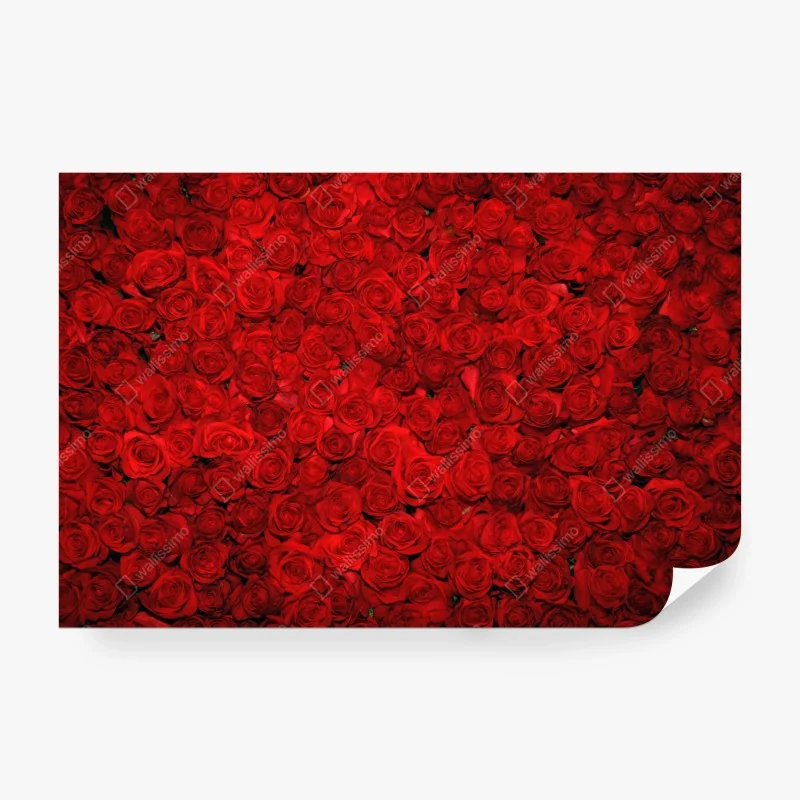 Fototapete meer aus roten rosen