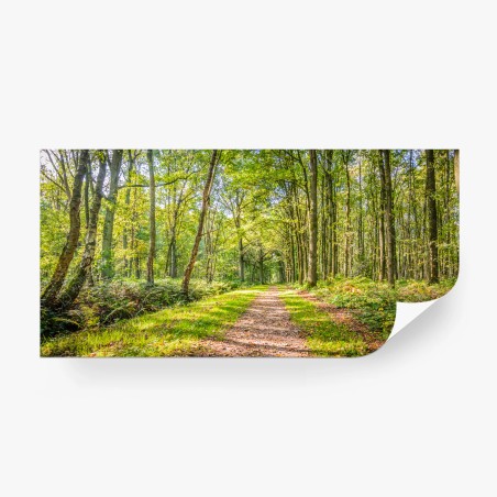 Fototapete sonniger waldweg – Wallnifity®