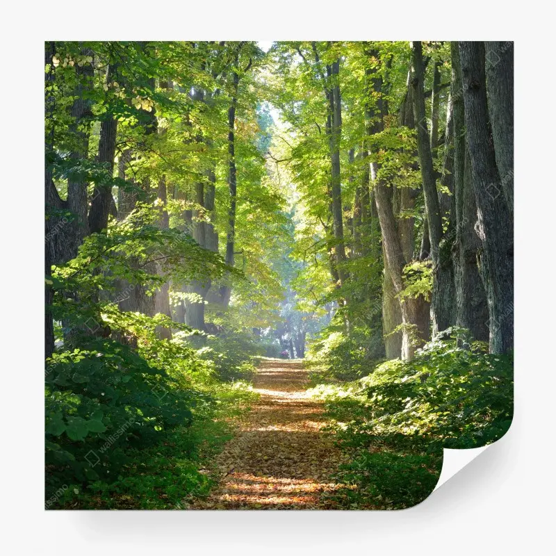 Fototapete sonniger waldweg im grünen