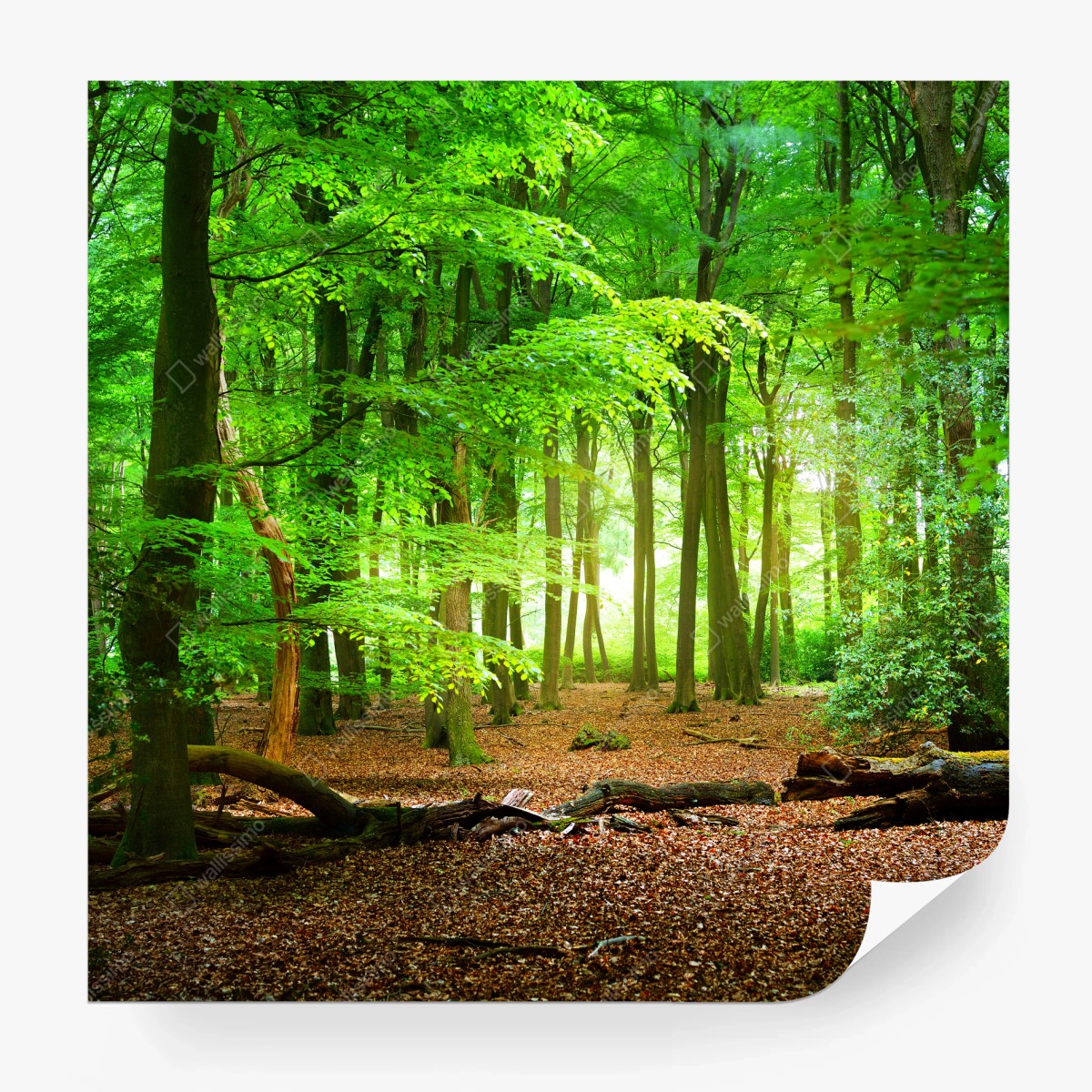 Fototapete sonnendurchfluteter grüner wald – Wallnifity®