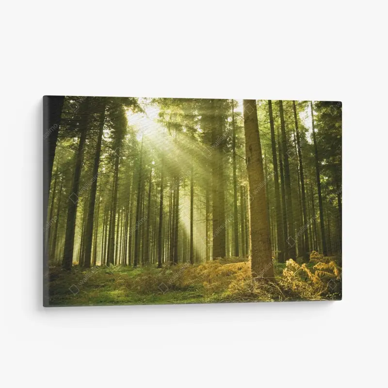 Leinwandbild sonnenbeschienener kiefernwald