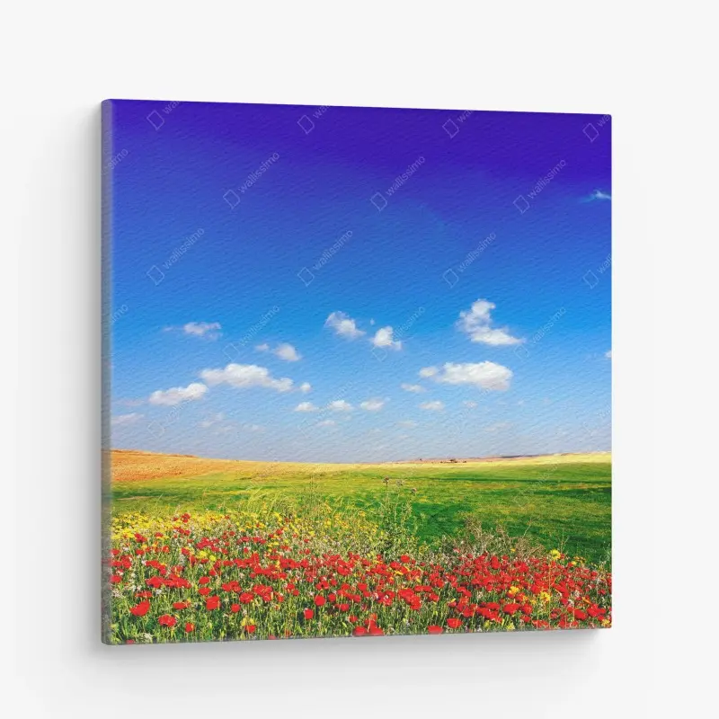Leinwandbild lebhafte mohnwiese unter blauem himmel