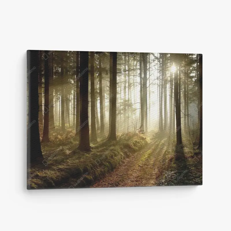 Leinwandbild sonniger waldpfad im morgennebel
