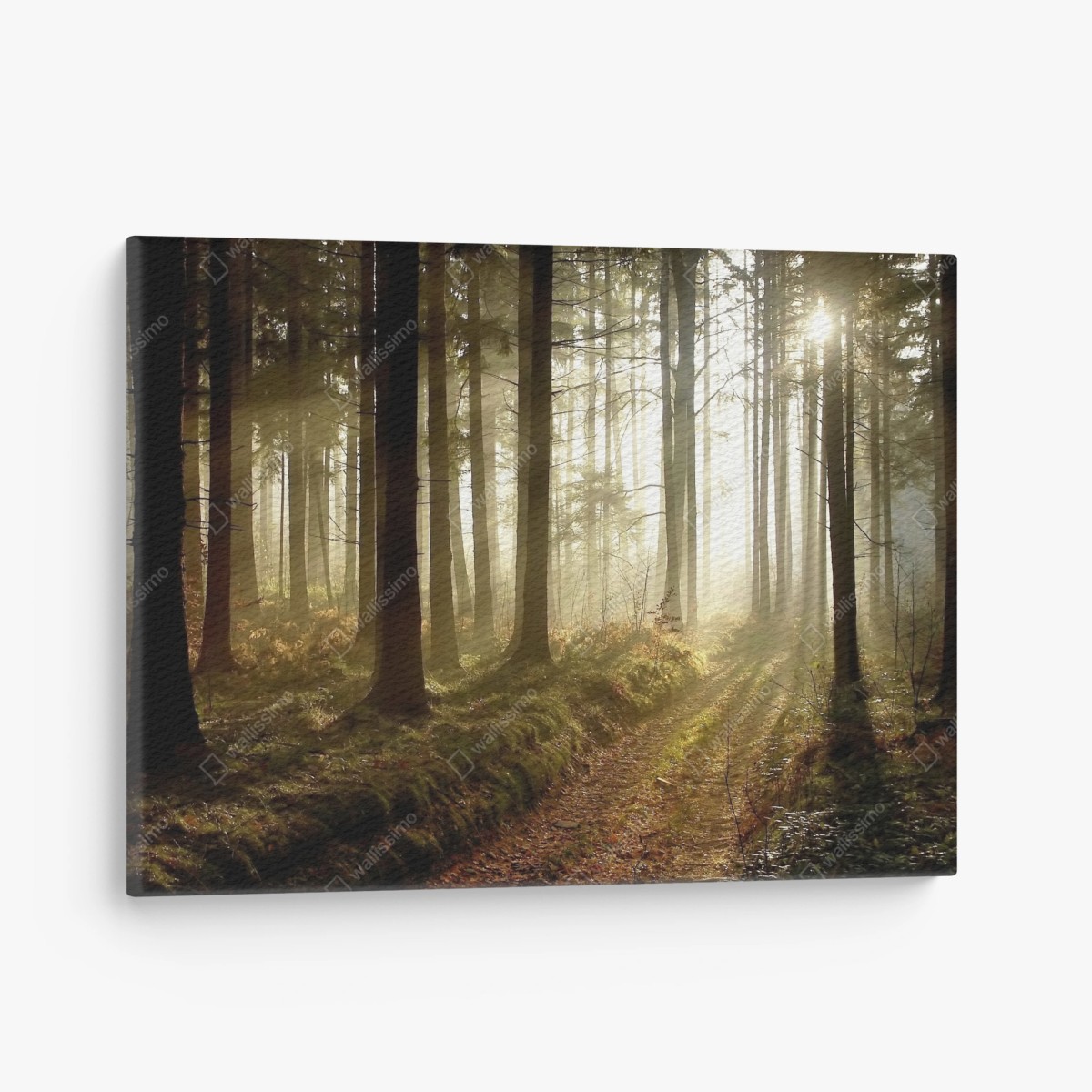 Leinwandbild sonniger waldpfad im morgennebel – Wallnifity®