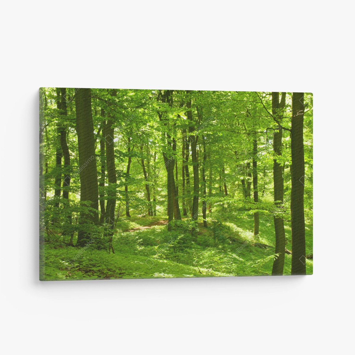 Leinwandbild üppiger grüner wald – Wallnifity®