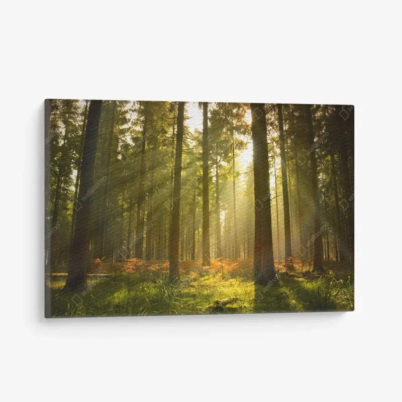 Leinwandbild goldener wald bei dämmerung