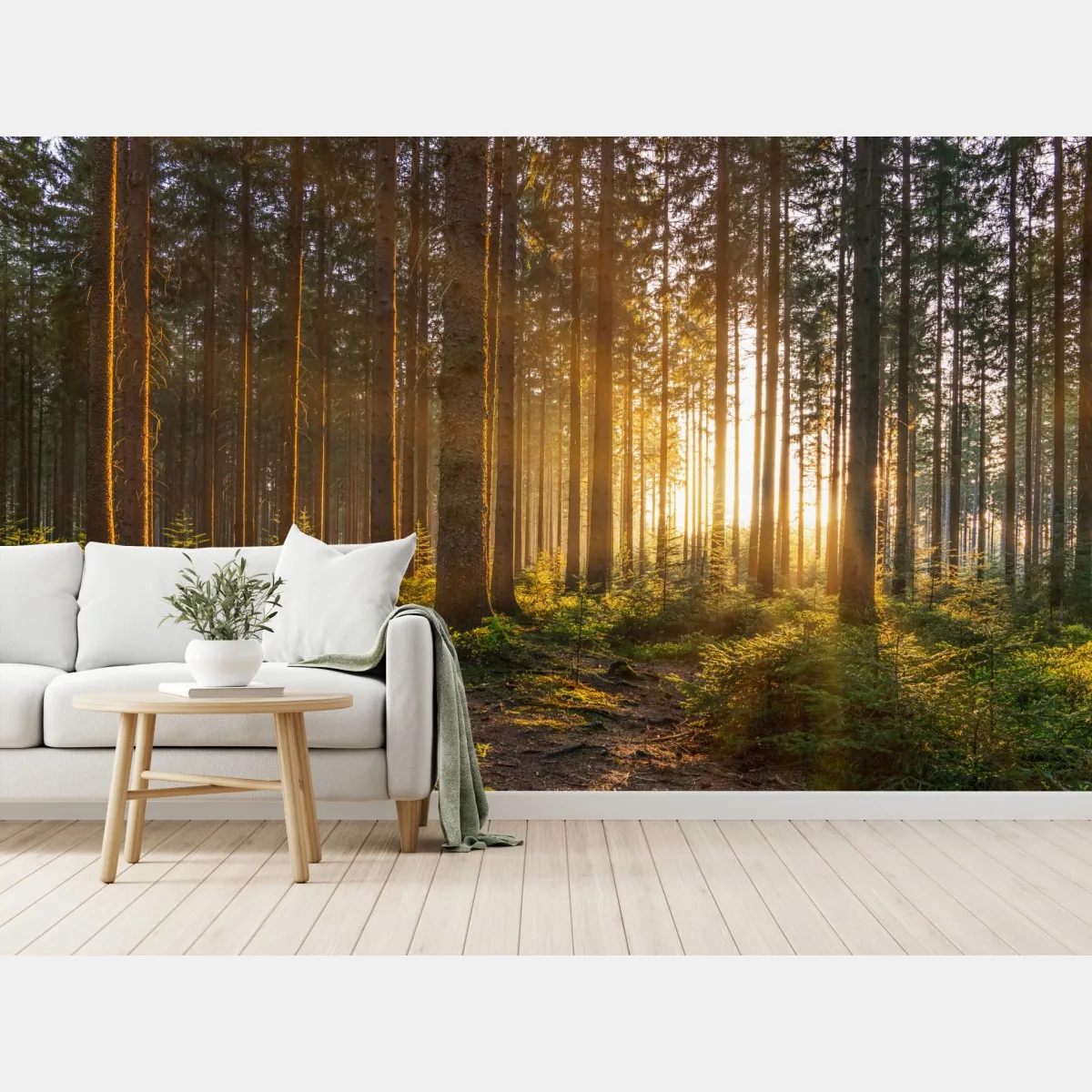 Fototapete sonnenbeschienener waldweg am morgen – Wallnifity®