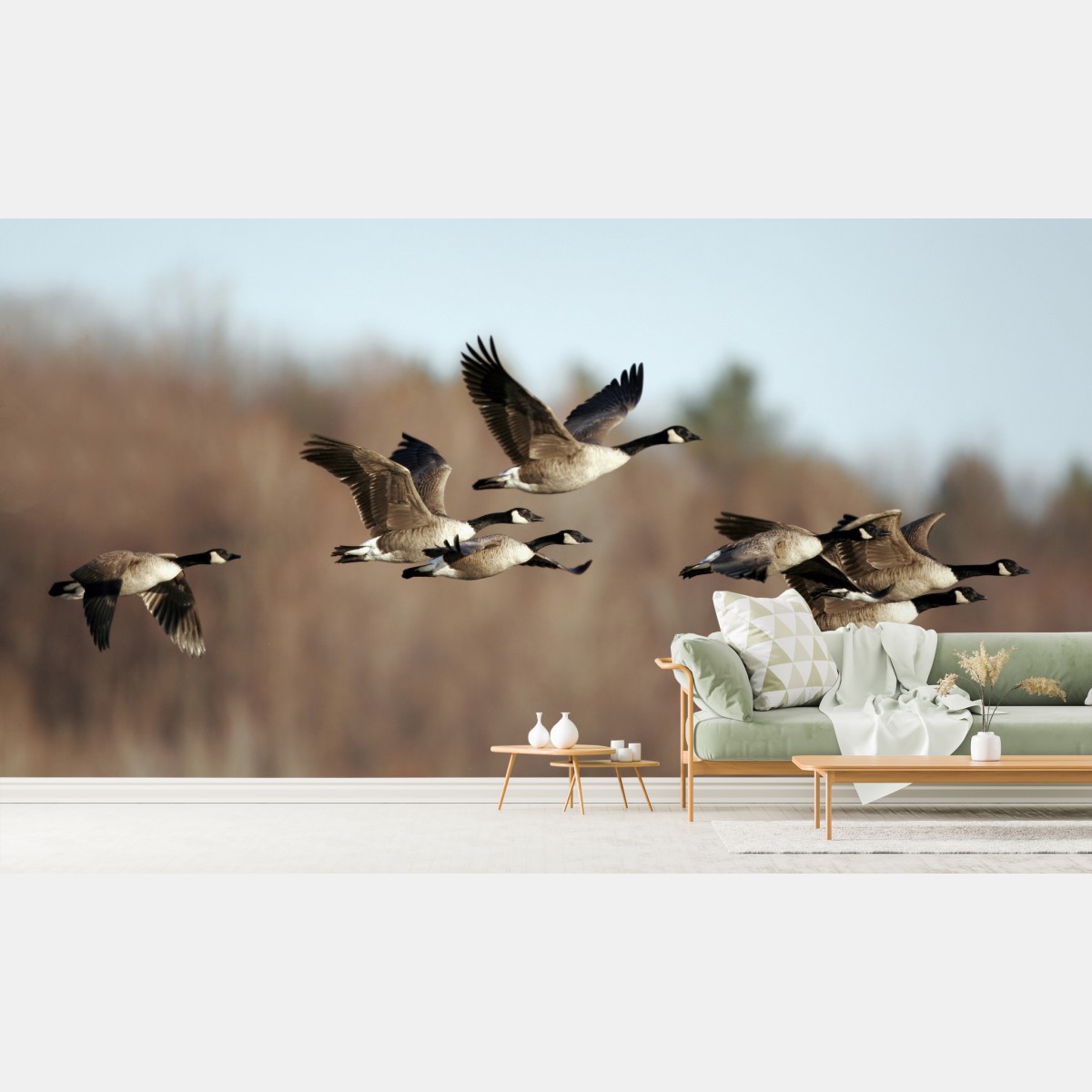 Fototapete gänse im flug über herbstliches feuchtgebiet – Wallnifity®