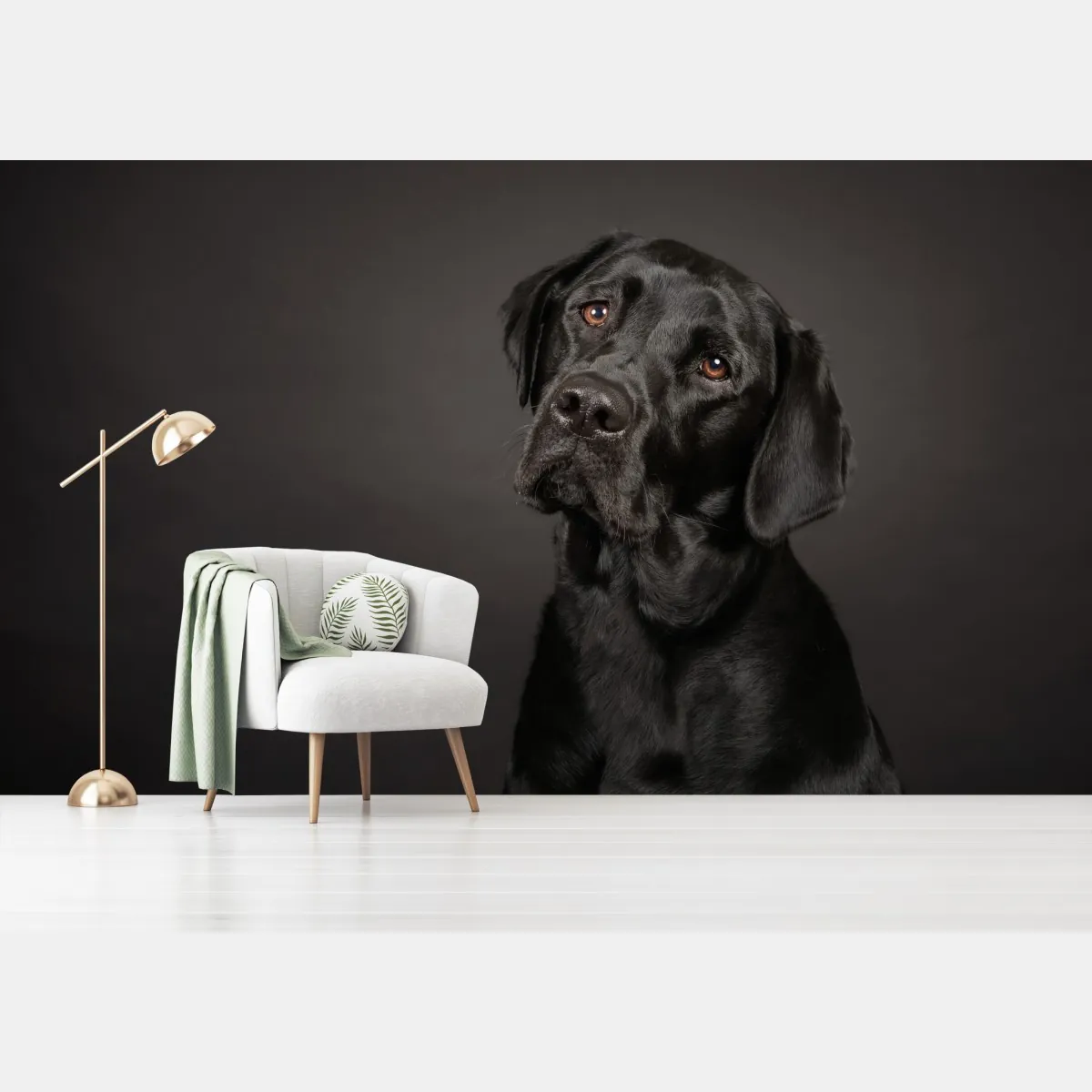 Fototapete studio-porträt eines schwarzen labradors – Wallnifity®