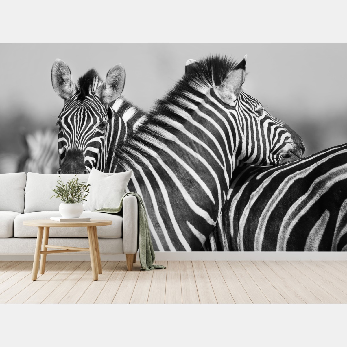 Fototapete verschlungene zebras in monochrom – Wallnifity®