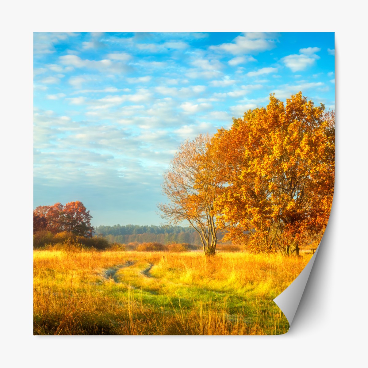 Repositionierbarer Aufkleber goldene herbstwiese – Wallnifity®