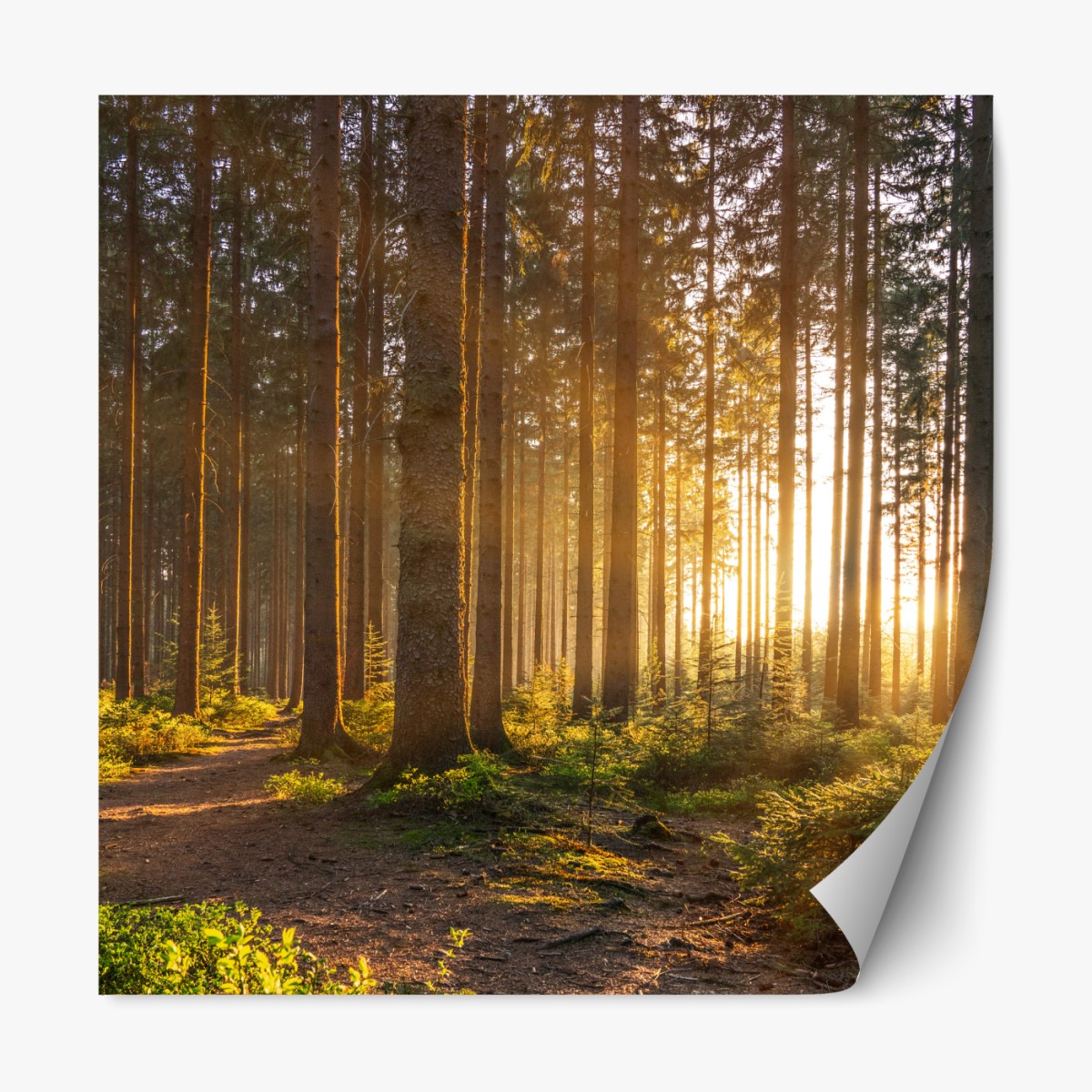 Repositionierbarer Aufkleber sonnenbeschienener waldweg am morgen – Wallnifity®