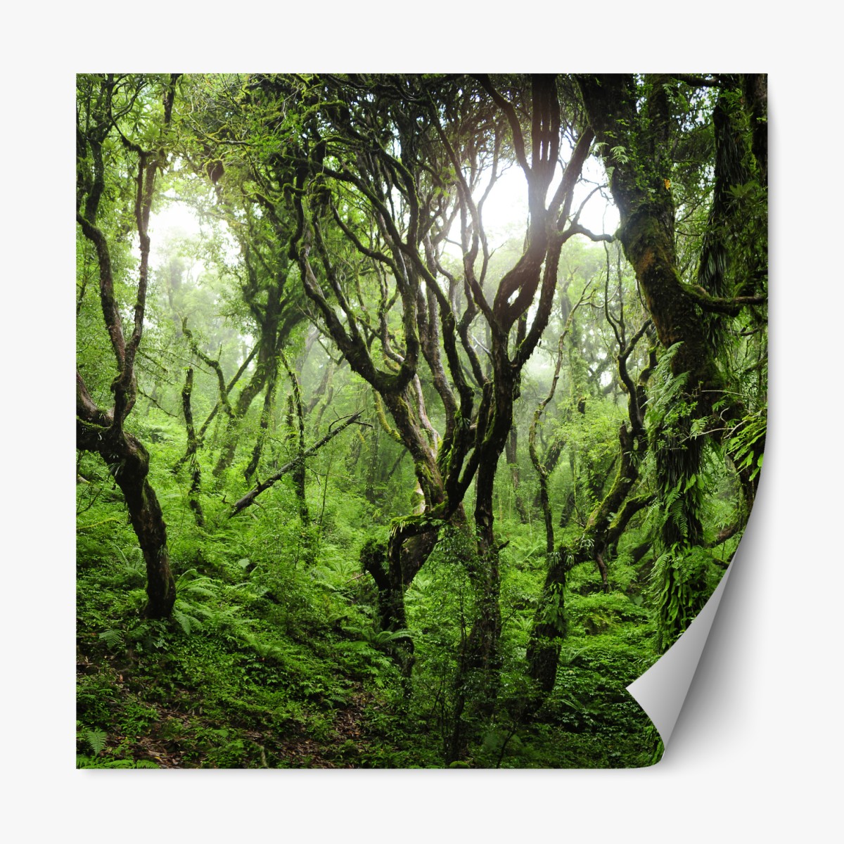 Repositionierbarer Aufkleber mystischer grüner wald – Wallnifity®