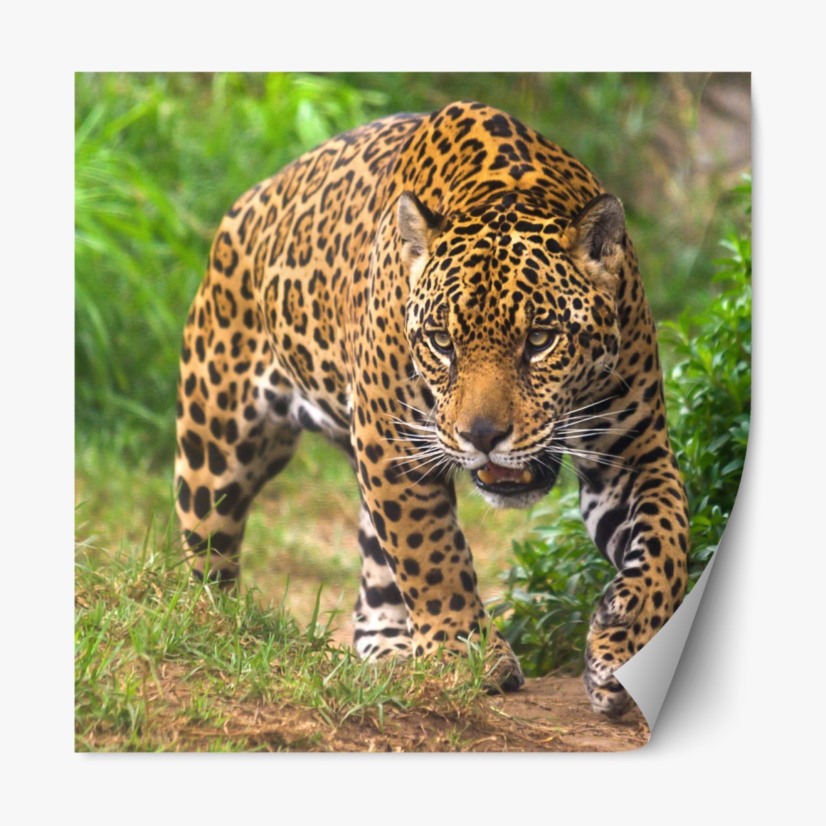 Repositionierbarer Aufkleber majestätischer jaguar in freier wildbahn – Wallnifity®