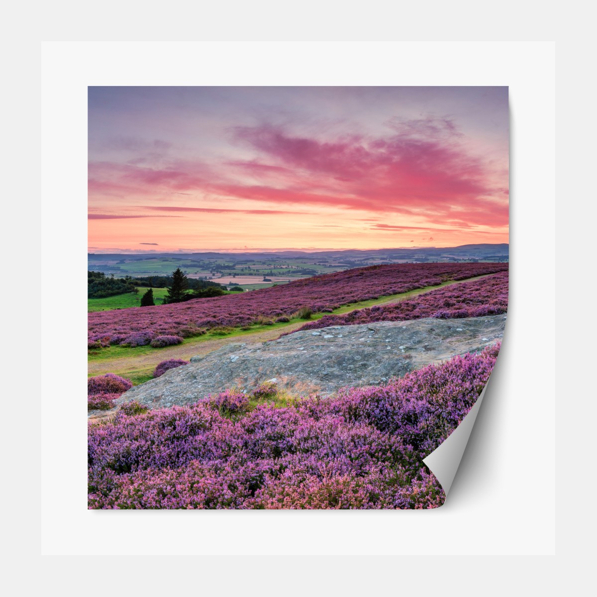 Repositionierbarer Aufkleber violette heideflächen bei sonnenuntergang – Wallnifity®