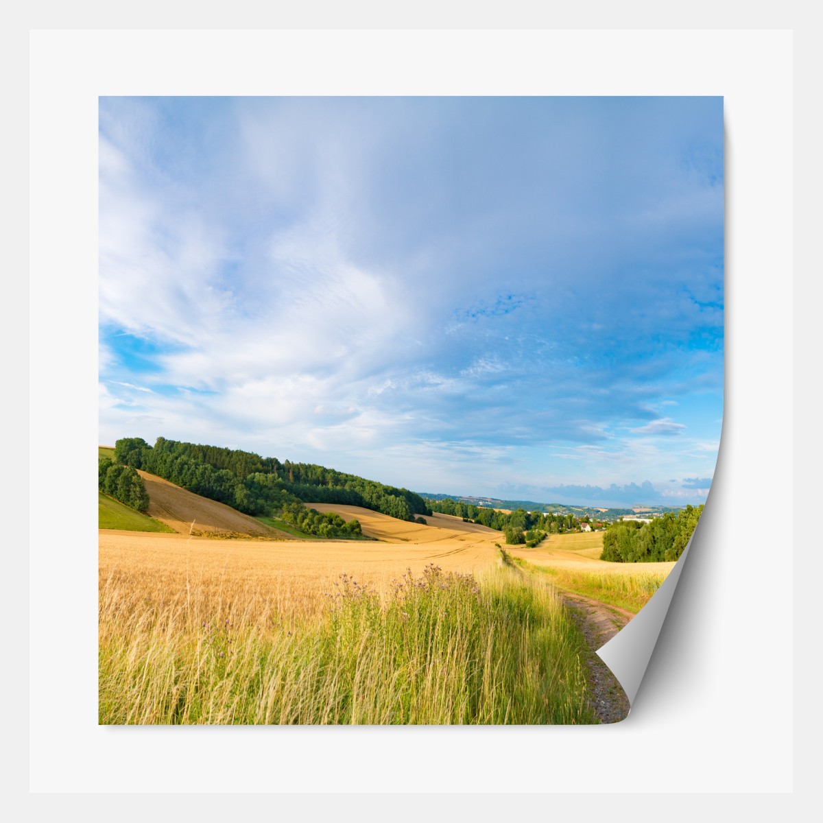 Repositionierbarer Aufkleber morgendliche weizenlandschaft in Kansas – Wallnifity®