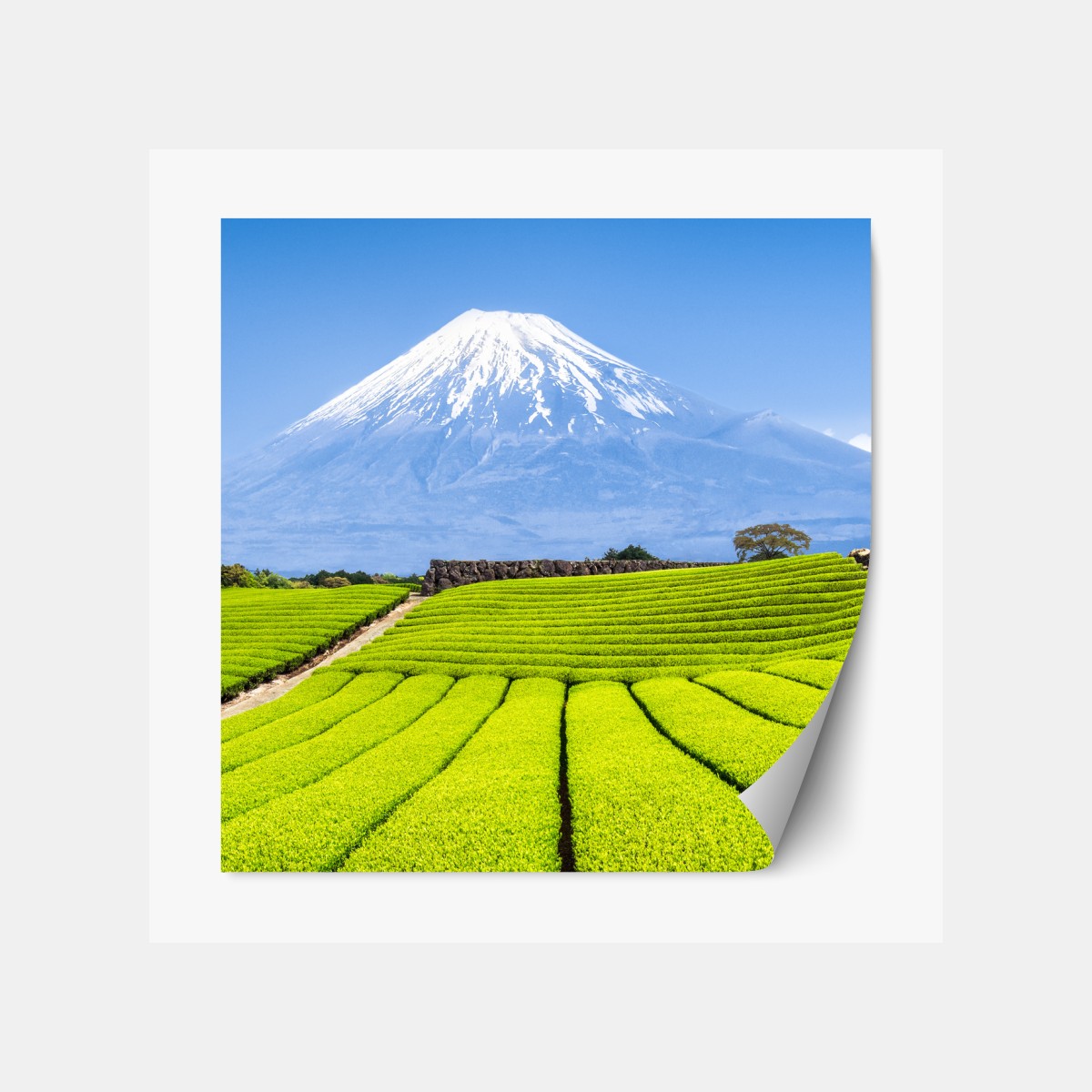 Repositionierbarer Aufkleber üppige teefelder am fuß von Mount Fuji – Wallnifity®