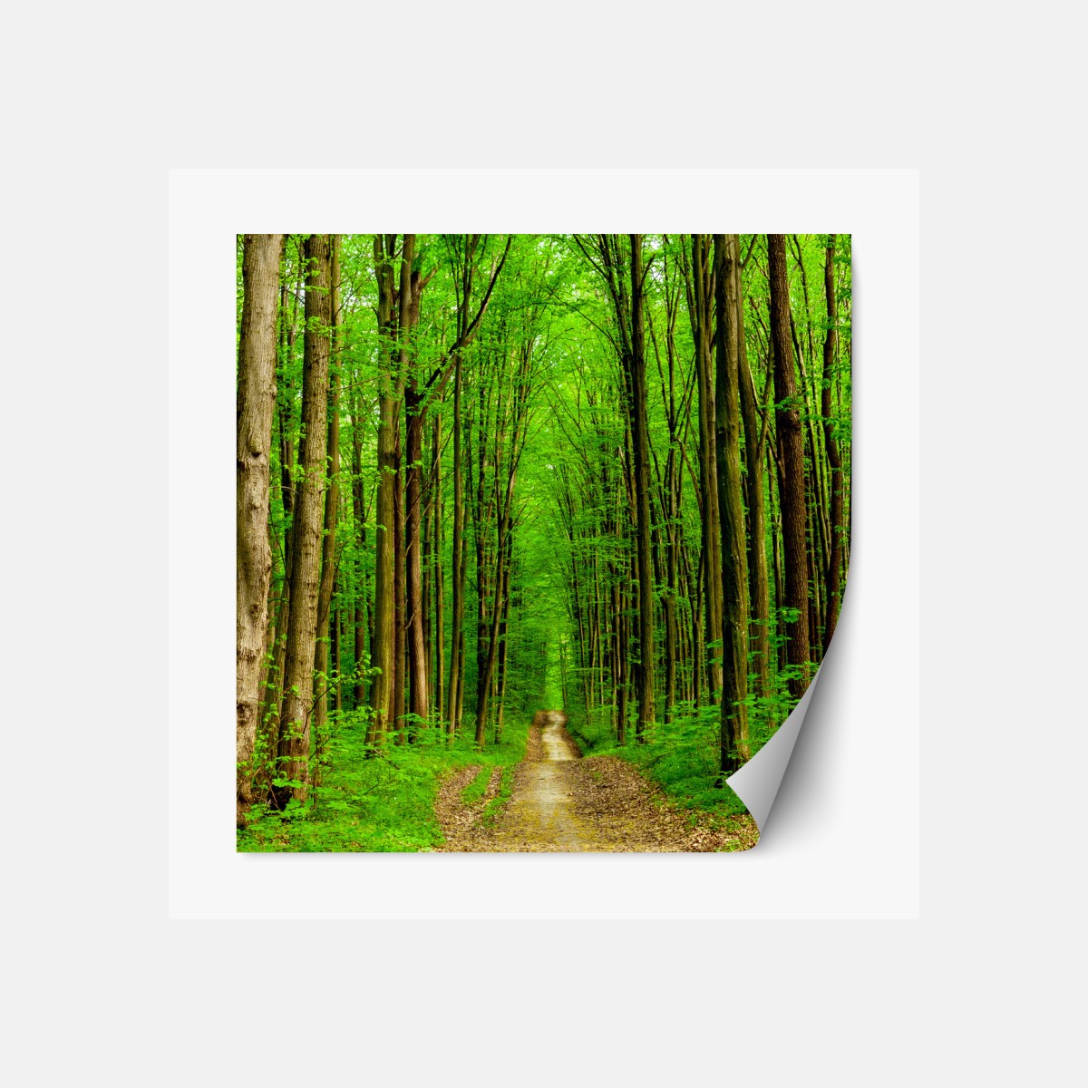 Repositionierbarer Aufkleber grüner waldweg im frühling – Wallnifity®