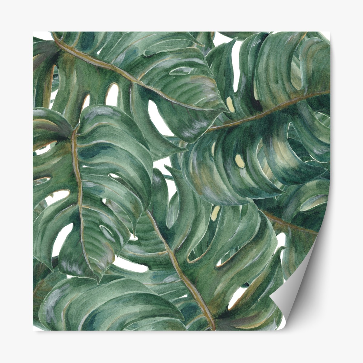 Repositionierbarer Aufkleber monstera blätter in aquarell – Wallnifity®