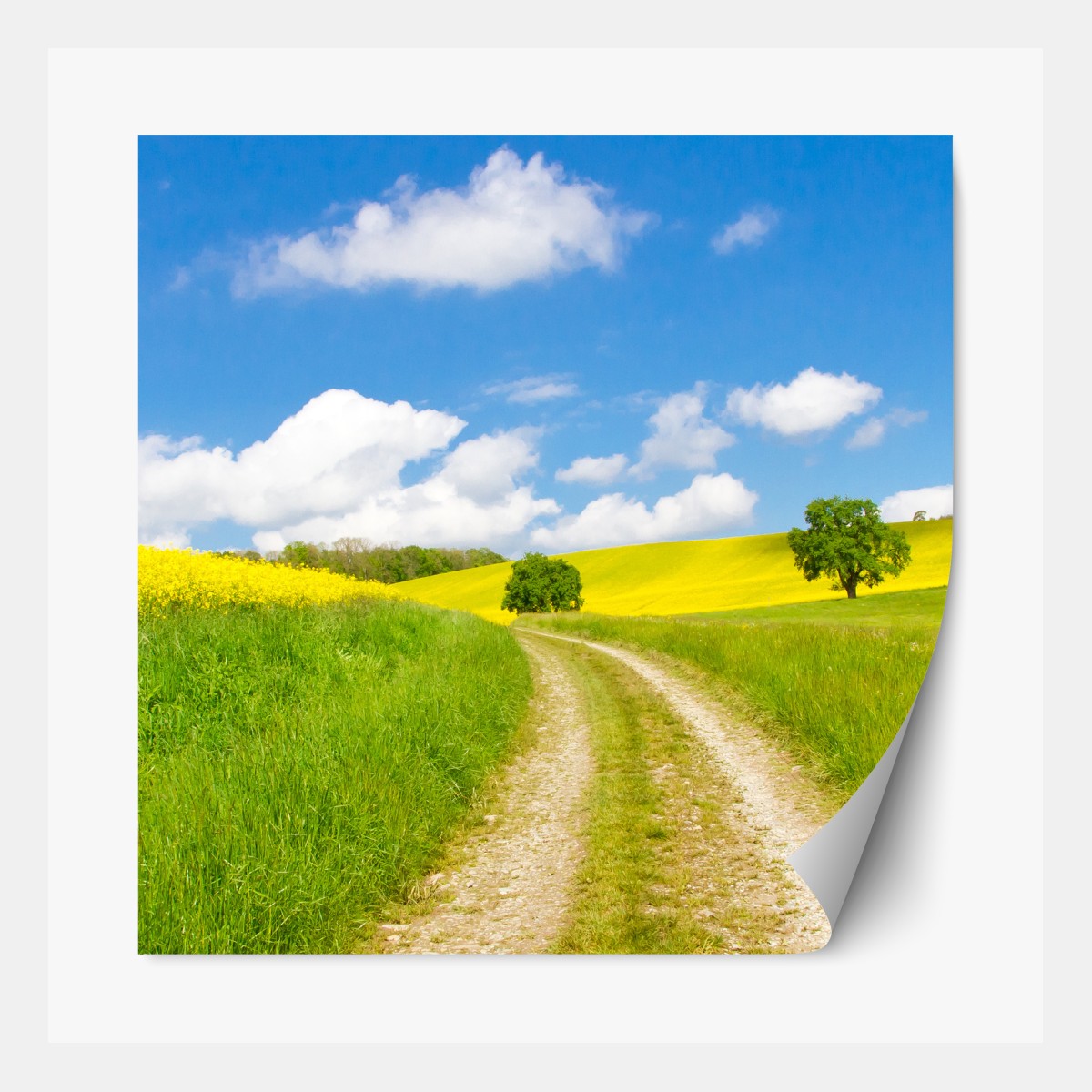 Repositionierbarer Aufkleber sonniger landeweg durch gelbe felder – Wallnifity®