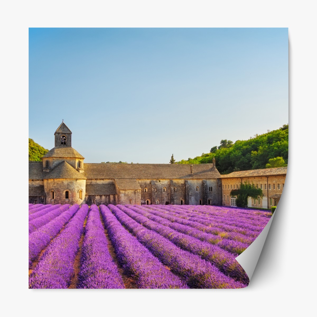 Repositionierbarer Aufkleber lavendelfelder bei Abtei Sénanque, Provence – Wallnifity®