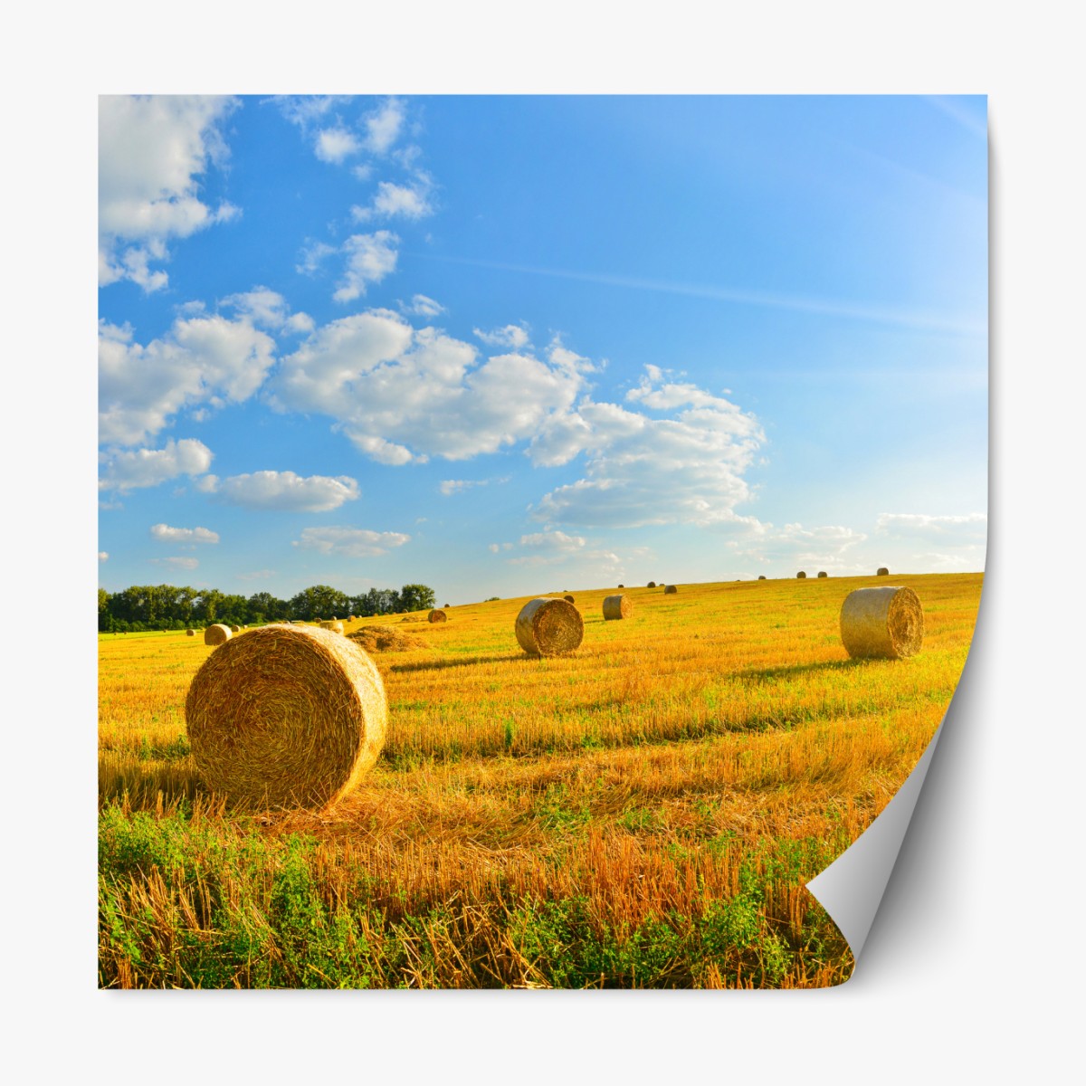 Repositionierbarer Aufkleber goldenes heufeld unter blauem himmel – Wallnifity®