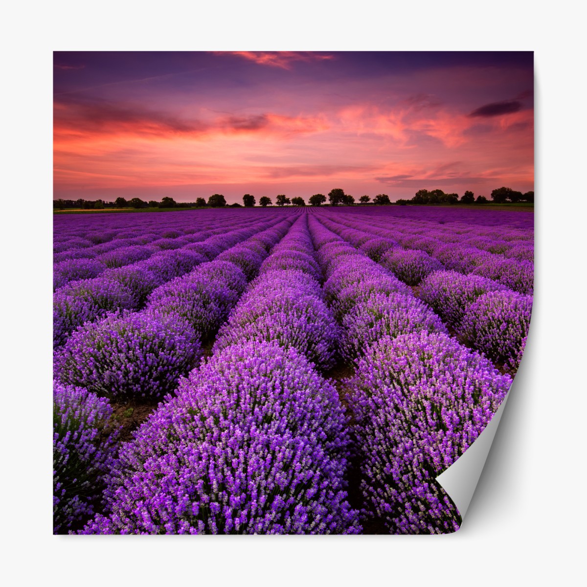 Repositionierbarer Aufkleber lavendelfeld bei sonnenuntergang – Wallnifity®