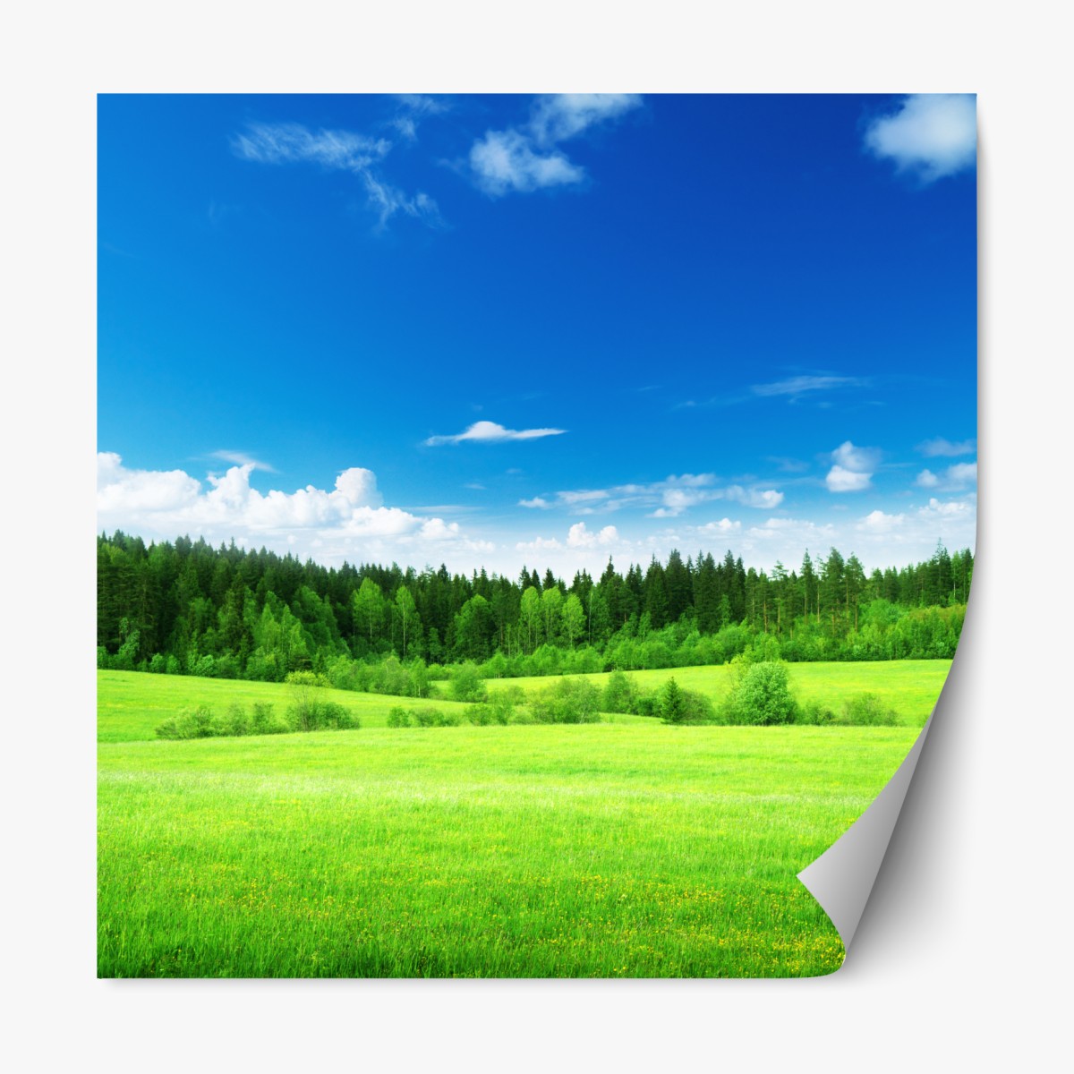 Repositionierbarer Aufkleber frühlingswiese unter blauem himmel – Wallnifity®