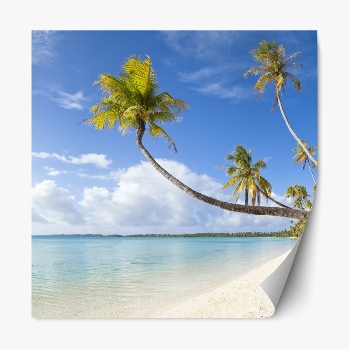 Repositionierbarer Aufkleber tropischer türkisblauer strand mit geneigter palme – Wallnifity®