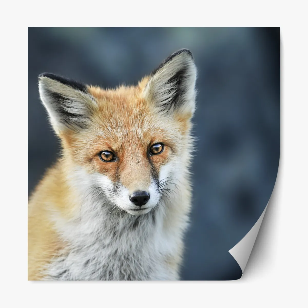 Repositionierbarer Aufkleber rotfuchs nahaufnahme – Wallnifity®