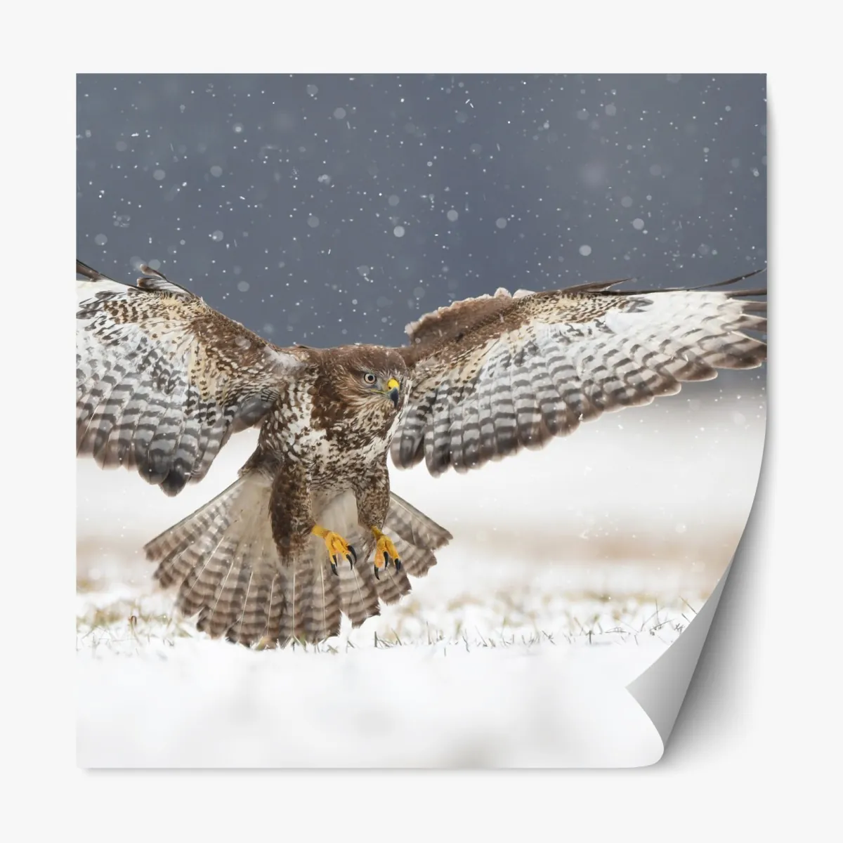 Repositionierbarer Aufkleber mäusebussard landet im schnee – Wallnifity®