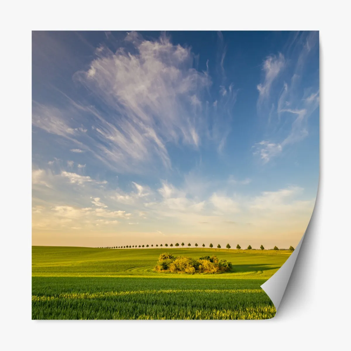 Repositionierbarer Aufkleber grüne wiese mit einer reihe junger bäume – Wallnifity®