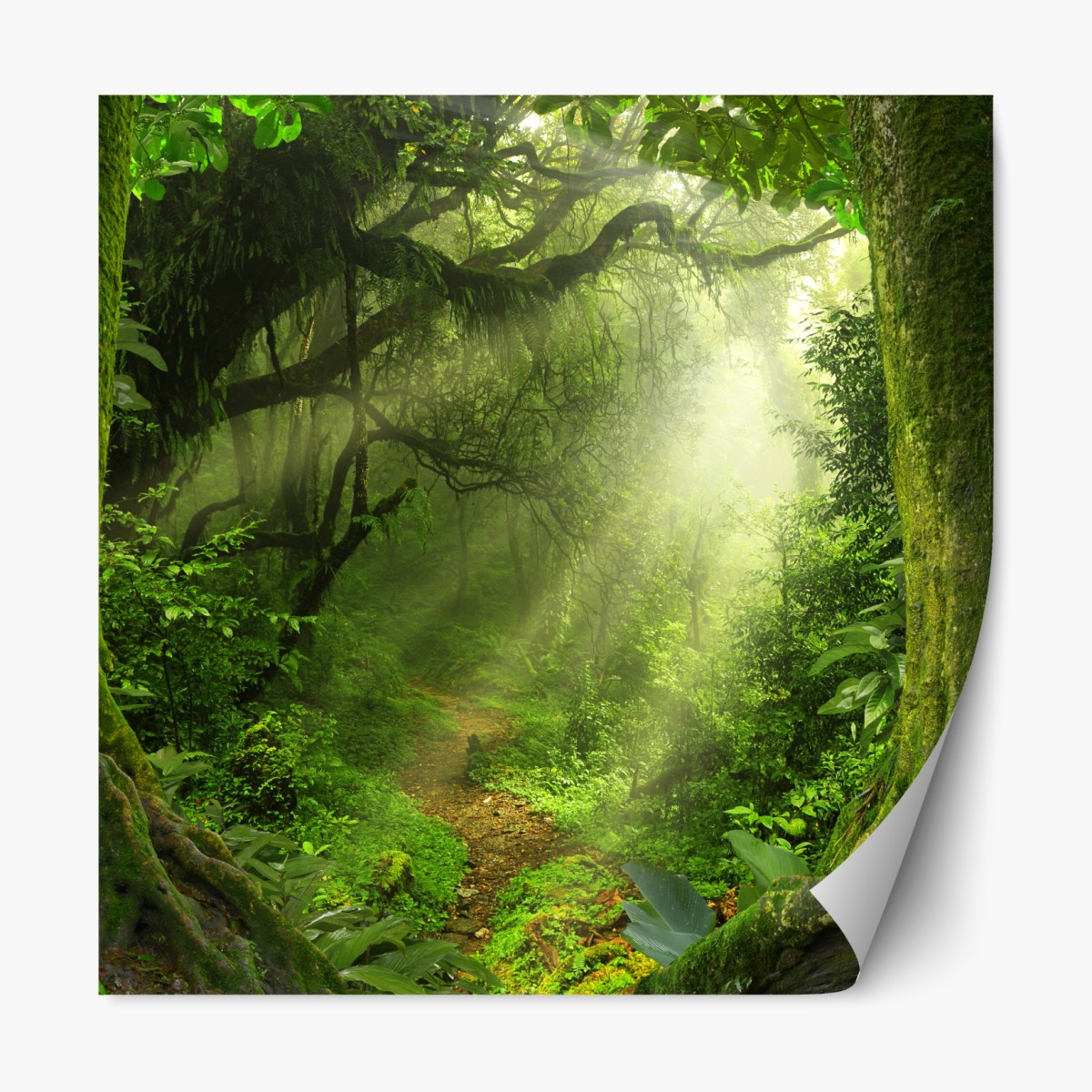 Repositionierbarer Aufkleber sonnenbeschienener moosiger waldpfad – Wallnifity®