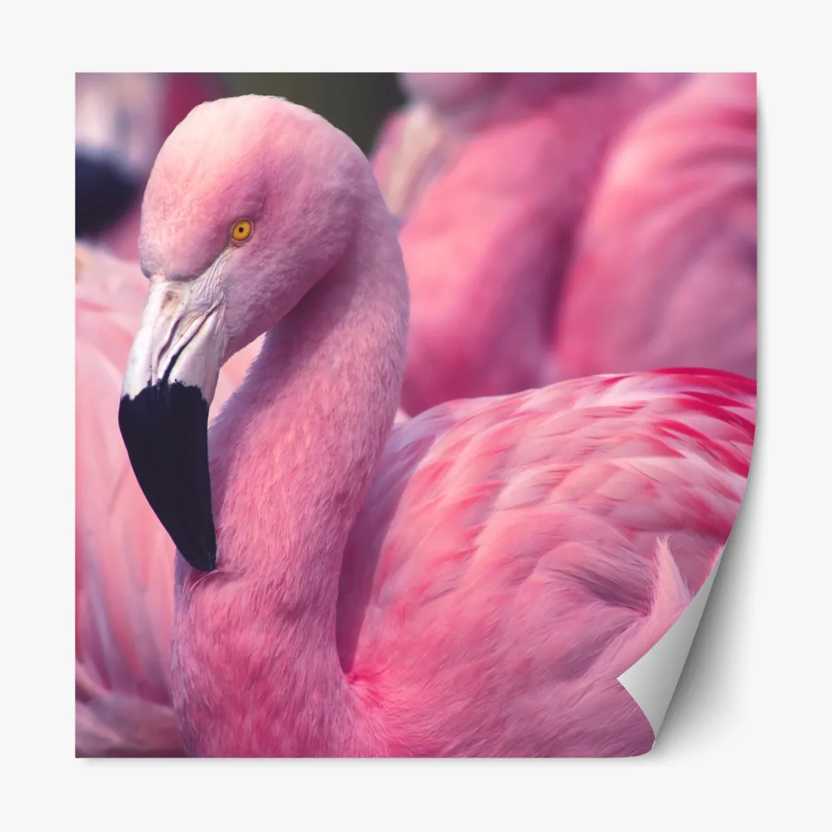Repositionierbarer Aufkleber rosa flamingo-porträt – Wallnifity®