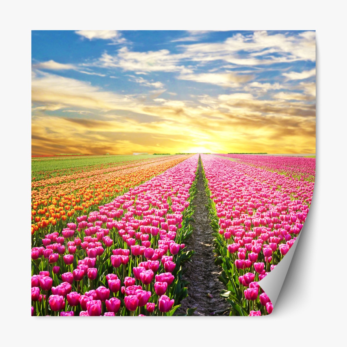 Repositionierbarer Aufkleber sonnenaufgang über tulpenfeldern in den Niederlanden – Wallnifity®