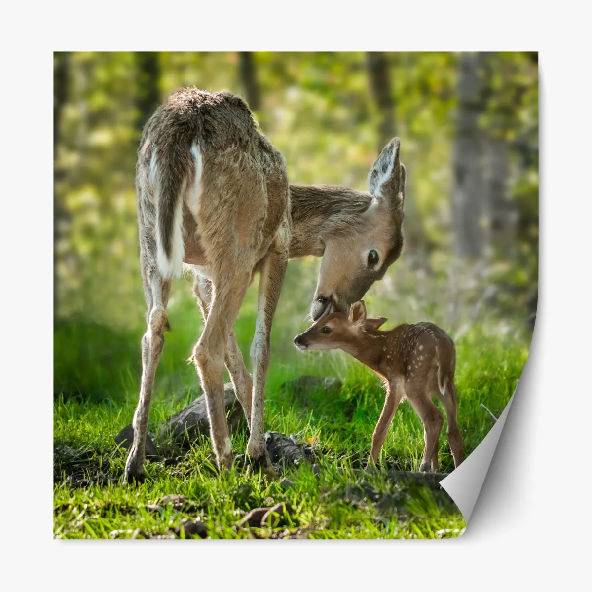 Repositionierbarer Aufkleber hirsch und kitz im sonnendurchfluteten wald – Wallnifity®