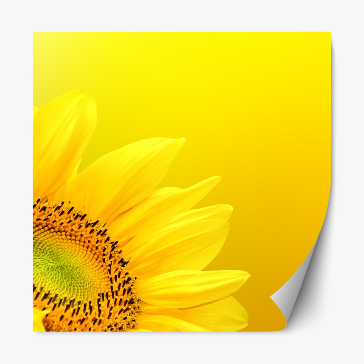 Repositionierbarer Aufkleber leuchtende sonnenblume nahaufnahme auf gelbem hintergrund – Wallnifity®