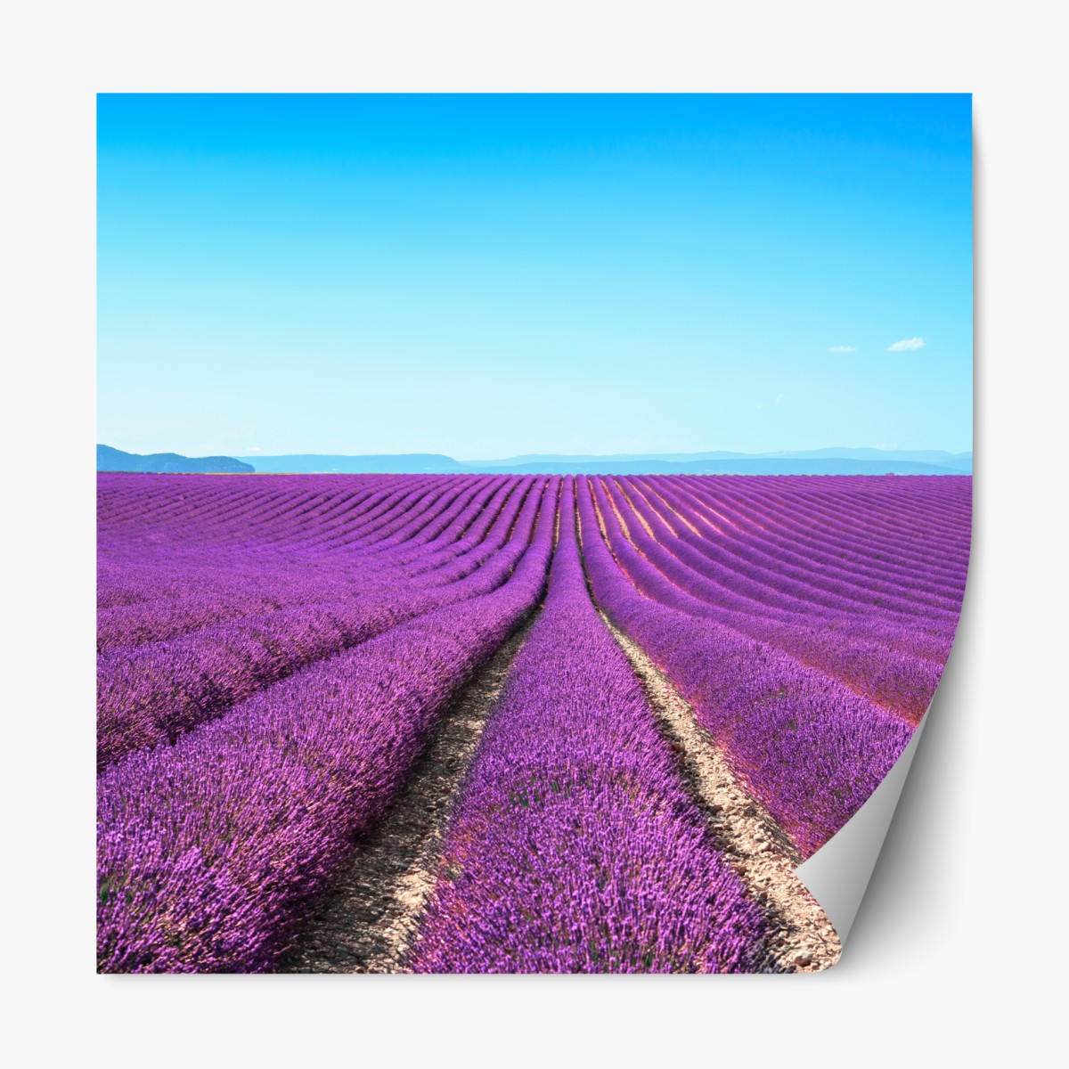 Repositionierbarer Aufkleber lavendelfelder unter blauem himmel – Wallnifity®