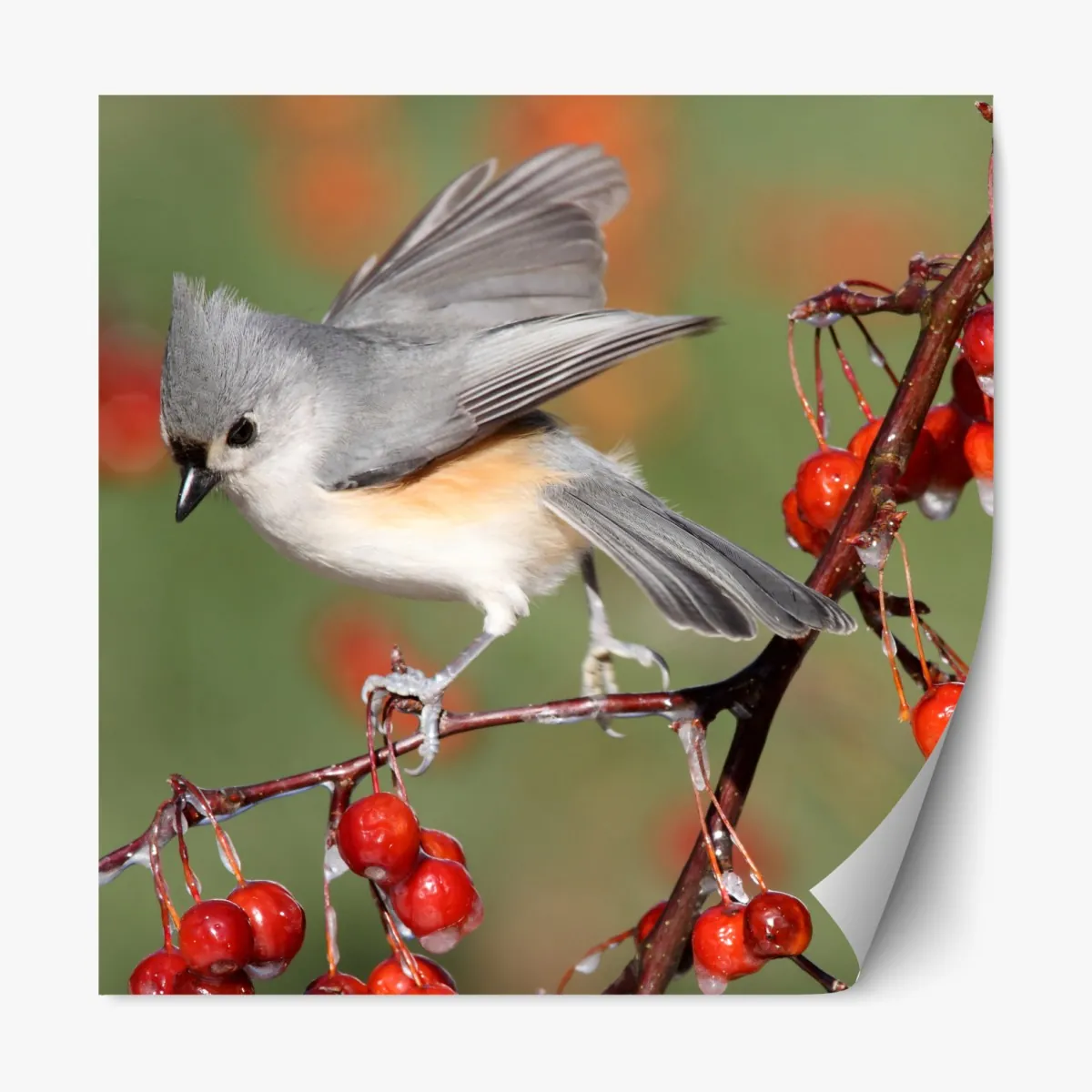 Repositionierbarer Aufkleber grauer vogel auf roten beeren – Wallnifity®