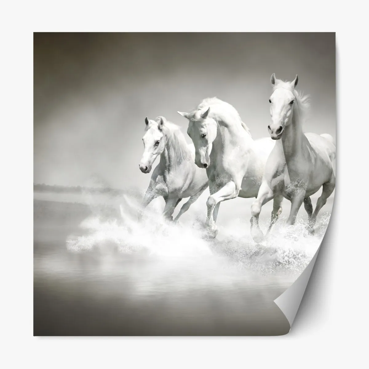 Repositionierbarer Aufkleber drei weiße pferde im galopp durch wasser – Wallnifity®