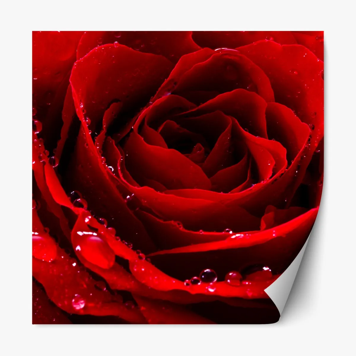Repositionierbarer Aufkleber leuchtend rote rose nahaufnahme – Wallnifity®
