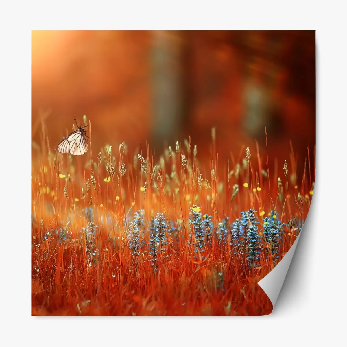 Repositionierbarer Aufkleber schmetterling auf goldener wiese – Wallnifity®