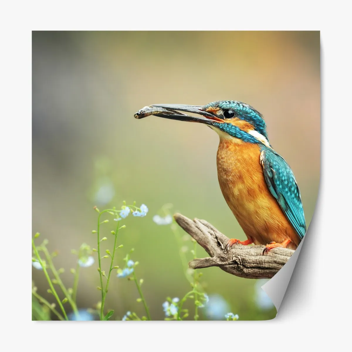 Repositionierbarer Aufkleber eisvogel auf einem ast mit fisch – Wallnifity®
