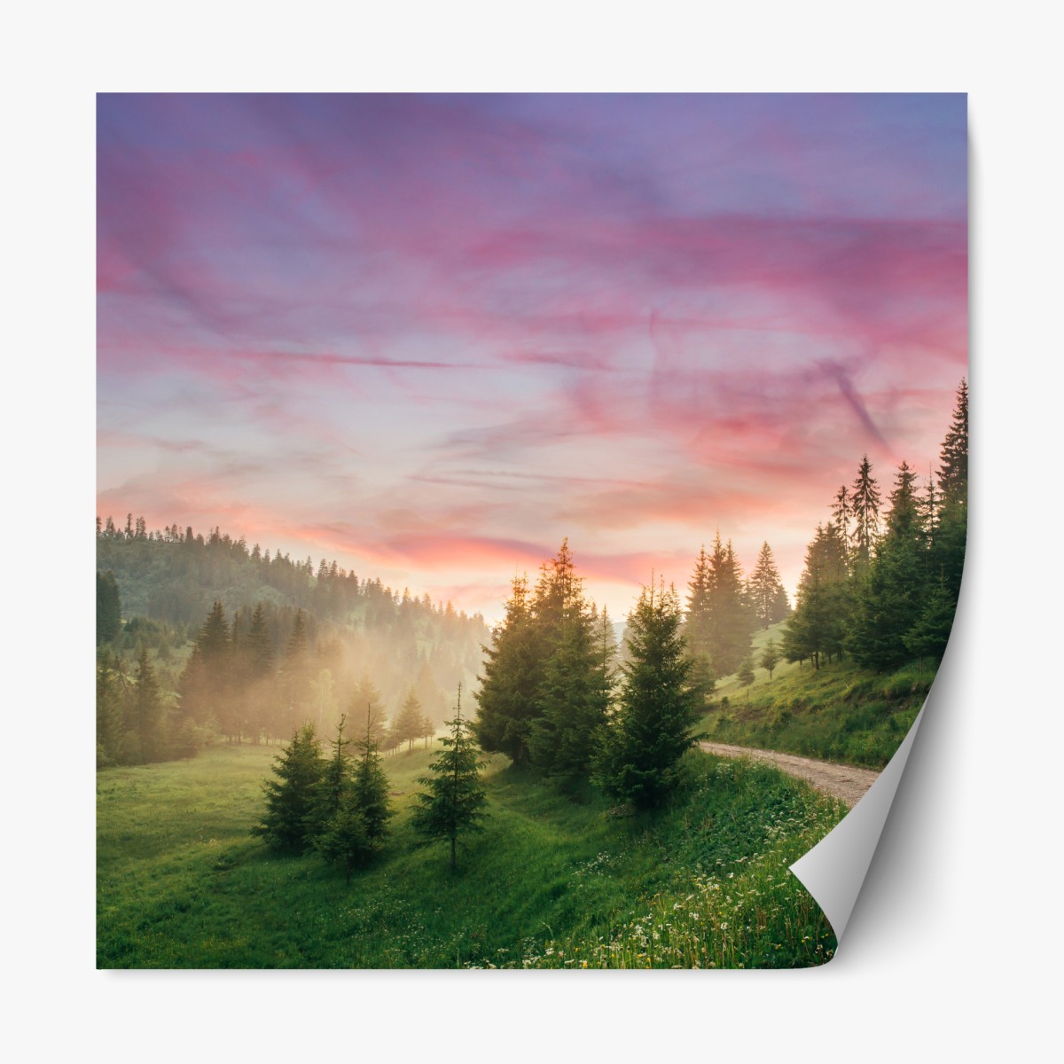 Repositionierbarer Aufkleber nebliger sonnenuntergang im kiefernwald – Wallnifity®